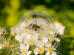 Hoverfly on blooming white spirea