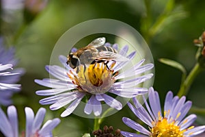 Hoverfly on a camomile