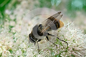 Hoverfly, Cheilosia illustrata feeding on hogweed