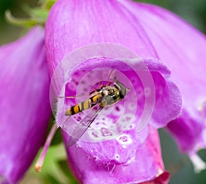 Hoverfly
