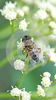 Hoverfly on a cluster of white flowers