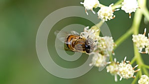 Hoverfly on a cluster of white flowers