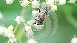 Hoverfly on a cluster of white flowers