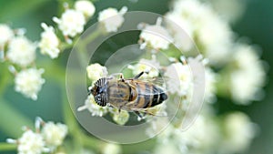 Hoverfly on a cluster of white flowers