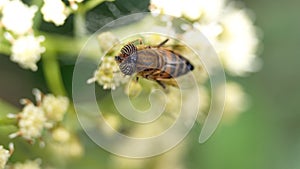 Hoverfly on a cluster of white flowers