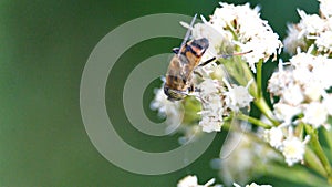 Hoverfly on a cluster of white flowers