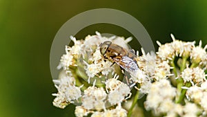 Hoverfly on a cluster of white flowers