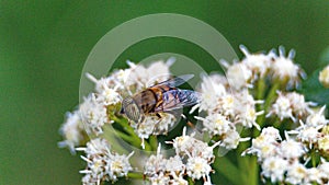 Hoverfly on a cluster of white flowers