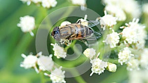 Hoverfly on a cluster of white flowers