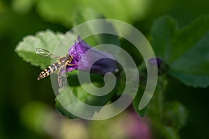 Hoverfly Collecting Pollen From Purple Plant.