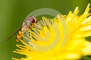 Hoverfly on dandelion