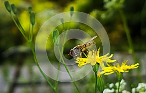 Hoverfly na kvete púpavy. Slovensko