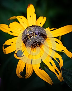A hoverfly on a decomposing black-eyed susan flower