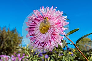 Hoverfly or Dronefly subfamilies Eristalinae Latin: Eristalis tenax on pale pink Aster on blue sky background, close up.