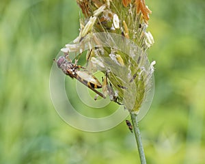 Hoverfly eating grass seeds