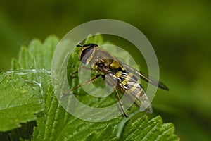 Common Banded Hoverfly