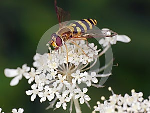 Hoverfly Epistrophe grossulariae on a white flower Hogweed