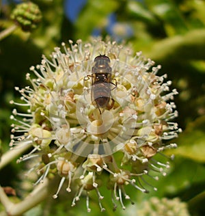 Hoverfly Episyrphus Balteatus on Fatsia Flower