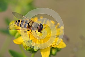 Hoverfly( Episyrphus balteatus) on Hypericum flowers