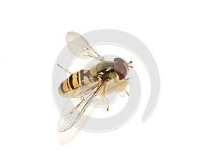 Episyrphus balteatus hoverfly mimic wasp onwhite background