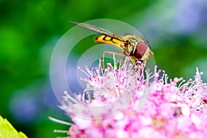 Hoverfly, Episyrphus balteatus, on pink blossom