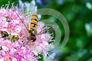 Hoverfly, Episyrphus balteatus, on pink blossom