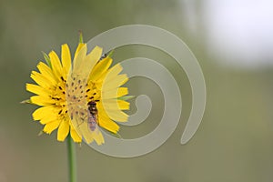 Hoverfly( Episyrphus balteatus) on yellow flower (Crepis vesicar