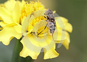 Hoverfly (Eristalinus) on The Flower