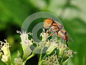 Hoverfly or eristalinus sucking nectar from flower