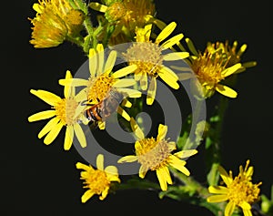 Hoverfly - Eristalinus taeniops feeds on Common ragwort flowers