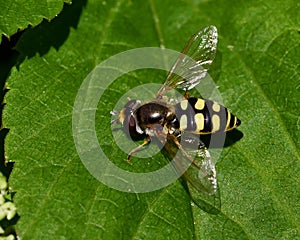 Hoverfly. Eupeodes corollae