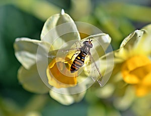 Hoverfly, Eupeodes lapponicus on a narcissus