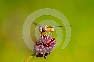 Hoverfly (Eupeodes latifasciatus) in the UK