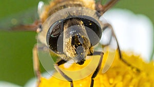 Hoverfly Face Close-up on Yellow Flower