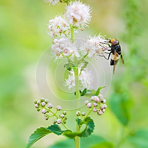 Hoverfly feeding on flower