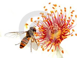 Hoverfly feeding off of a Dog Rose