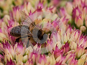 Hoverfly feeding on Pollen