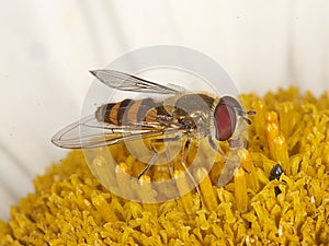 Hoverfly feeding on pollen