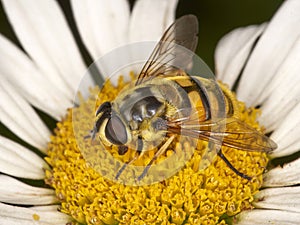 Hoverfly feeding on pollen