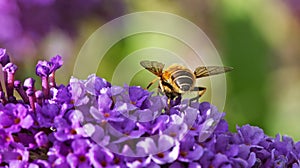 A hoverfly feeding on a purple buddleia