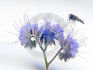 Hoverfly feeding on purple phacelia honey flower - white background photo