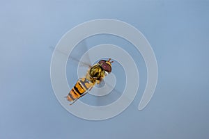 Hoverfly in Flight Close-Up