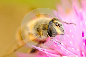 Hoverfly on a flower