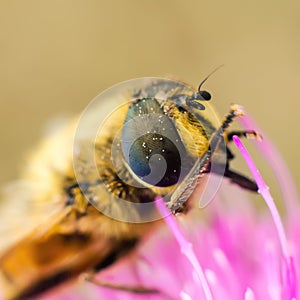 Hoverfly on a flower