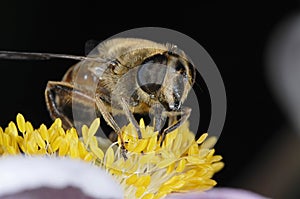 Hoverfly on flower filaments