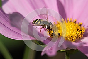 Hoverfly or Flower Fly, Eupeodes luniger, black and yellow female pollinating a pink Japanese Anemone flower, close-up view