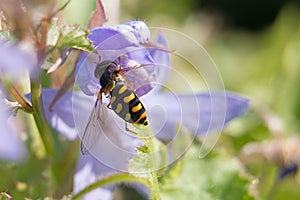 Hoverfly or Flower Fly, Eupeodes luniger, black and yellow female on purple campanula, Bellflowers, close-up