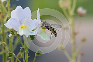 Hoverfly or Flower Fly, Eupeodes luniger, female pollinating lilac Nemesia flowers, close-up side view