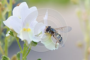 Hoverfly or Flower Fly, Eupeodes luniger, female pollinating Nemesia flowers, close-up on a blurred background