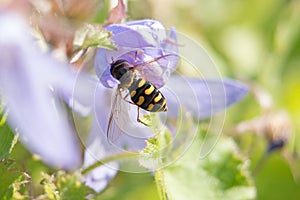 Hoverfly or Flower Fly, Eupeodes luniger, female on purple campanula, Bellflowers, close-up view from above